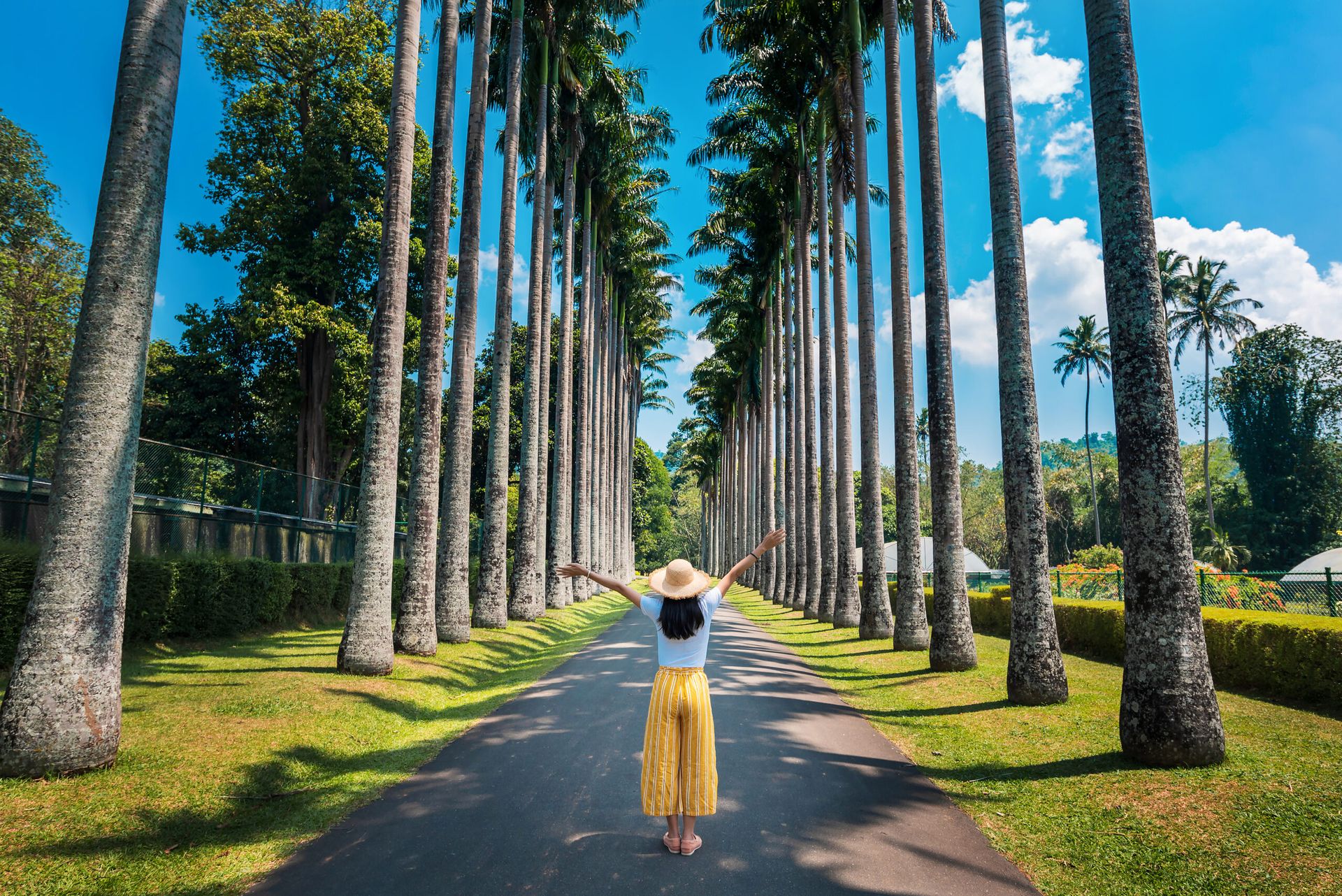 Palm Trees in Peradeniya Botanical Gardens
