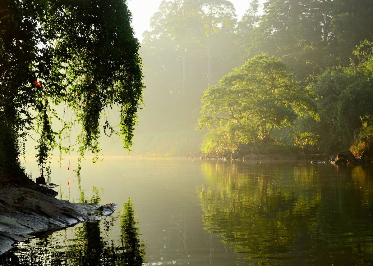 Mist laden forest with a lake 