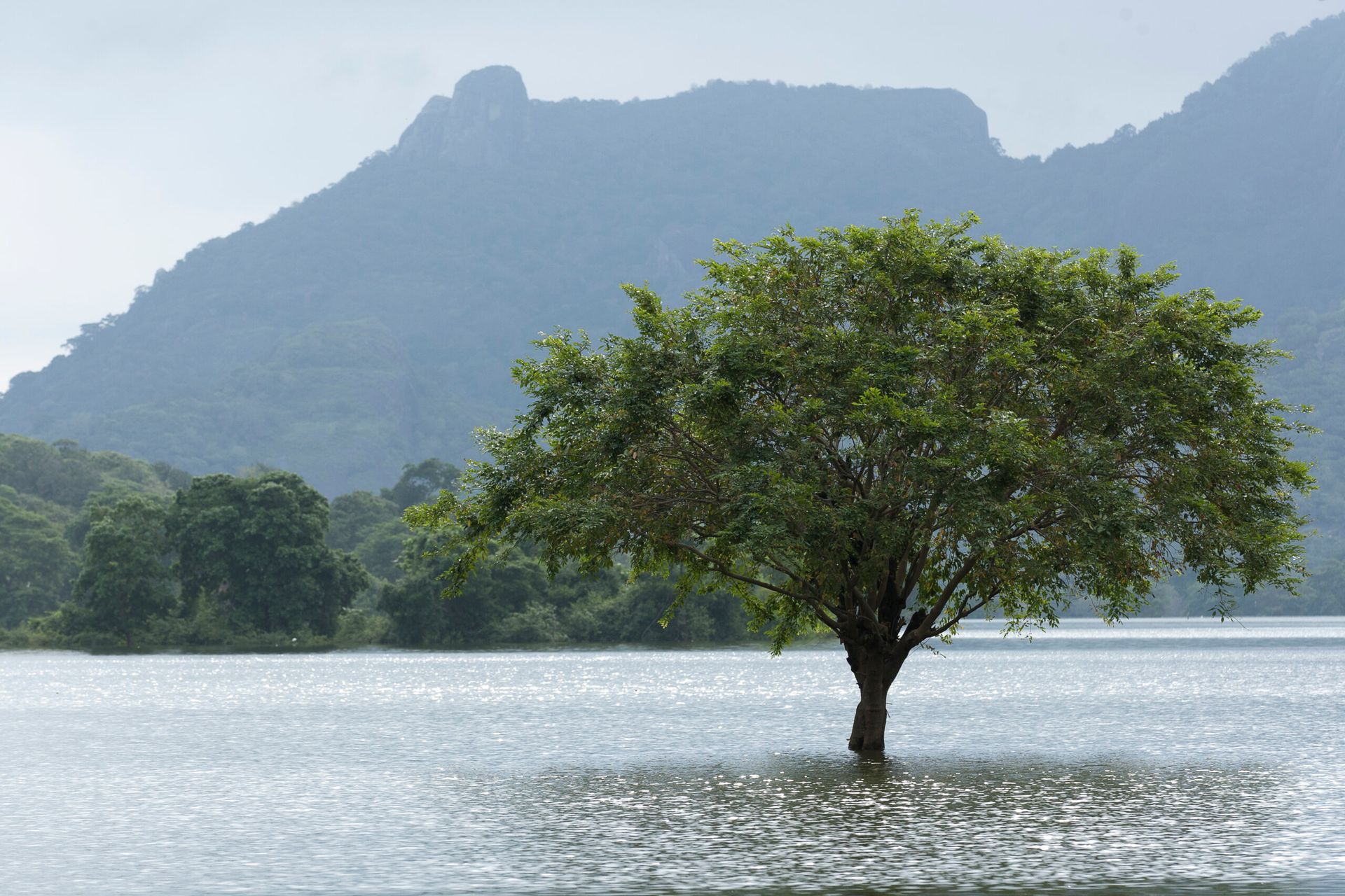 A green tree standing in a lake