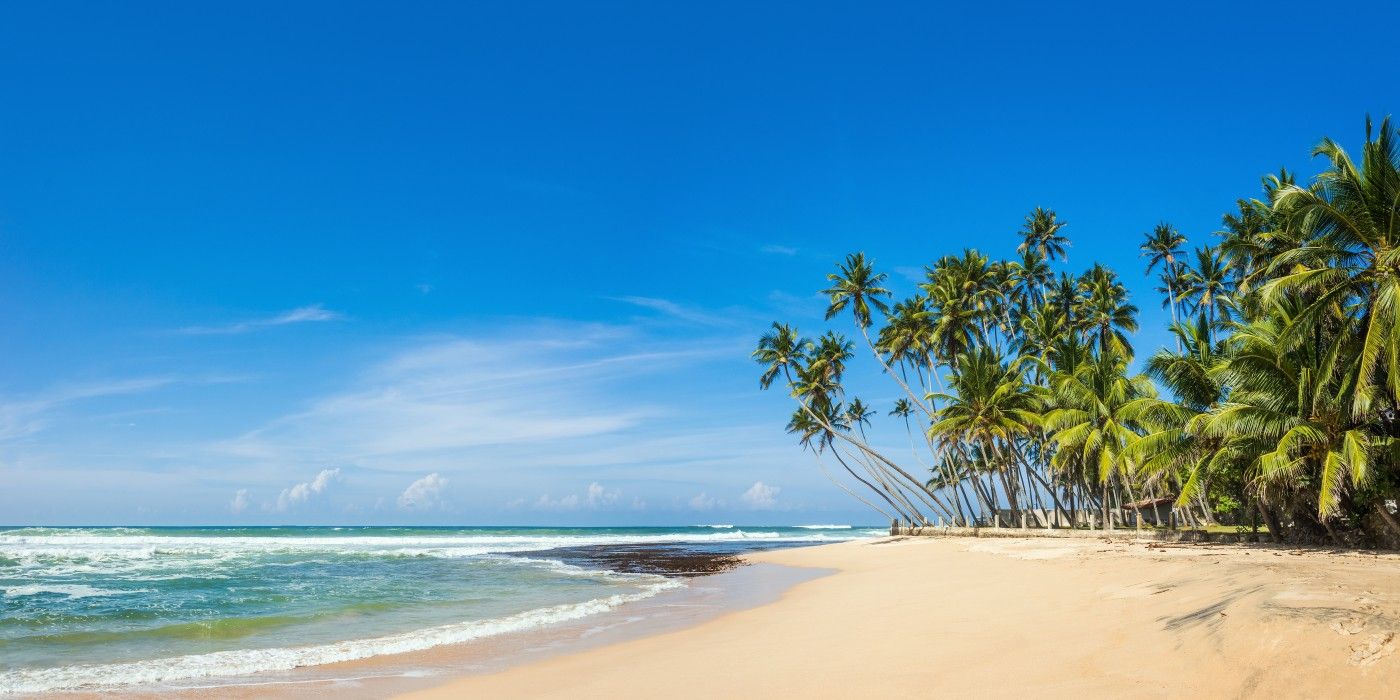 Scenic beach with coconut trees