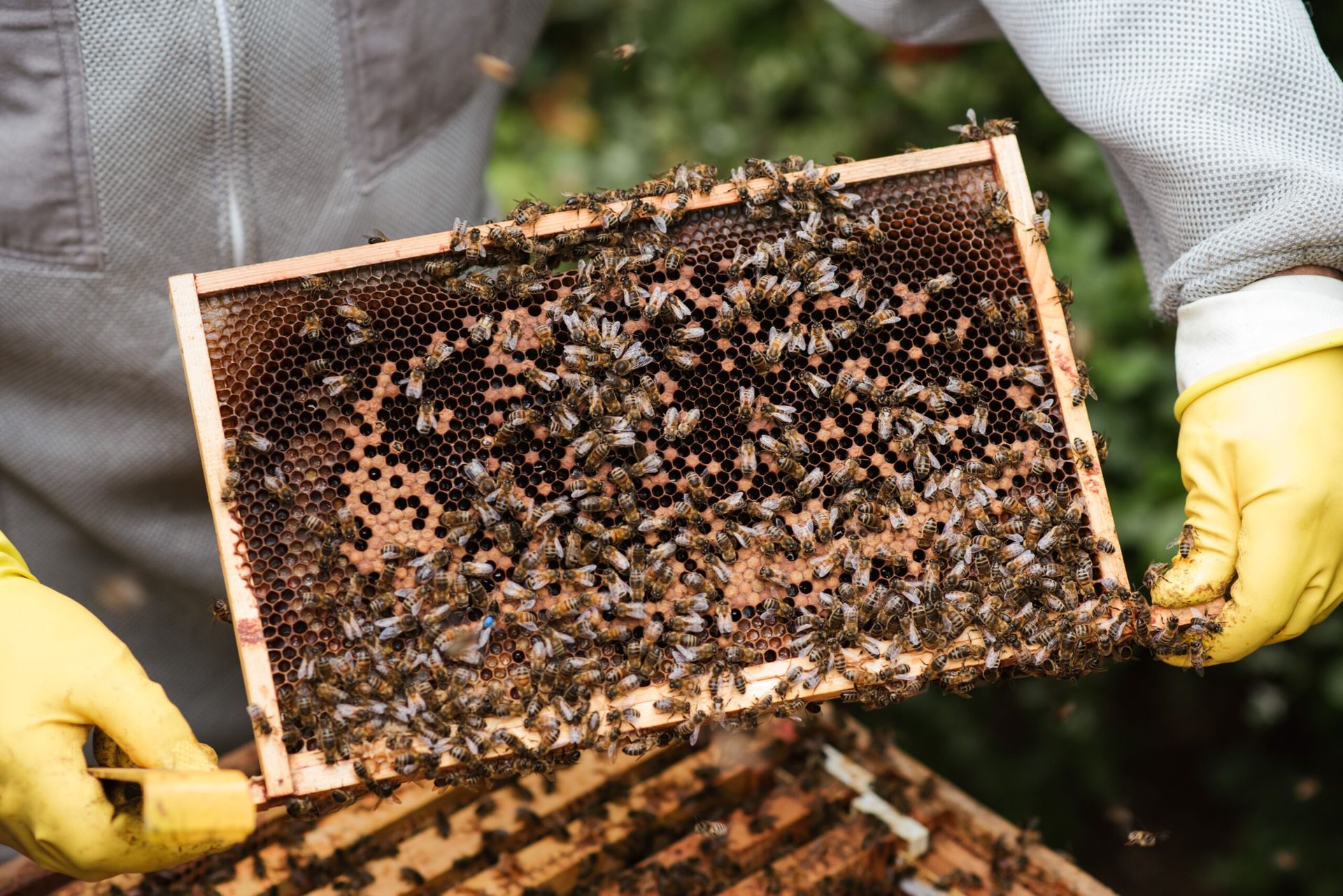 Bee harvesting