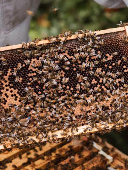 Bee harvesting