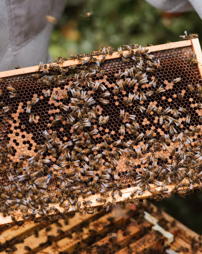 Bee harvesting