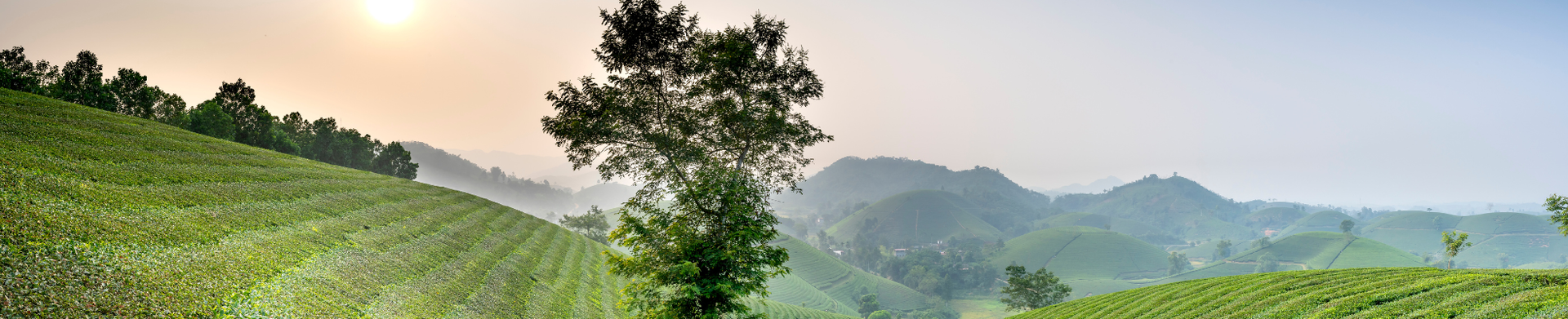 Lush green tea plantations on hills