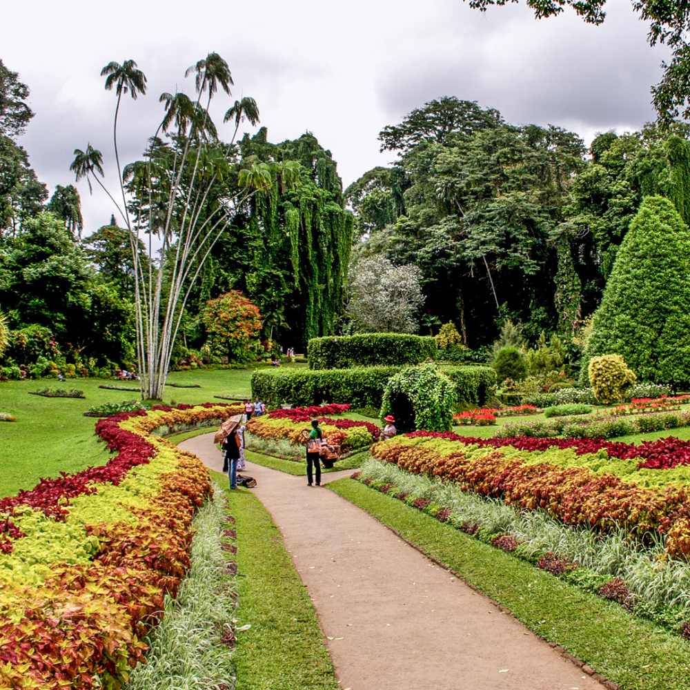 The Peradeniya Botanical Gardens