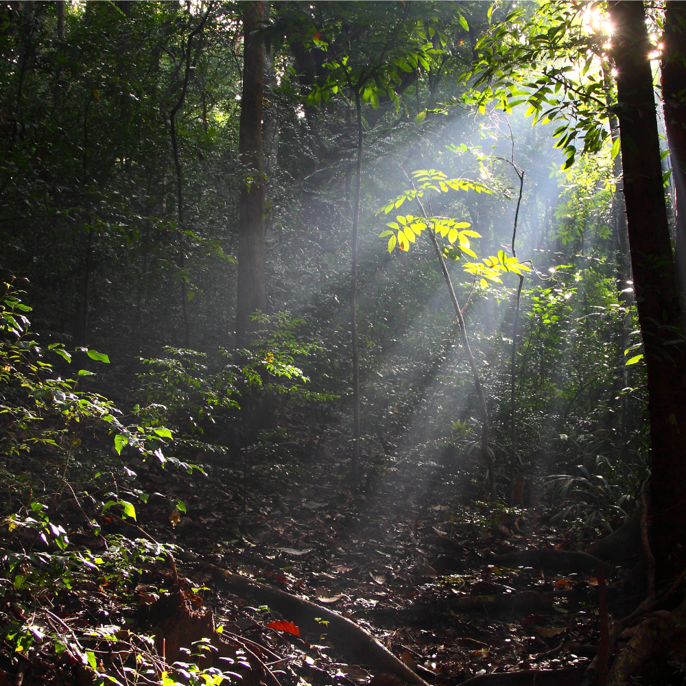 Sunlight shining through the trees in a forest