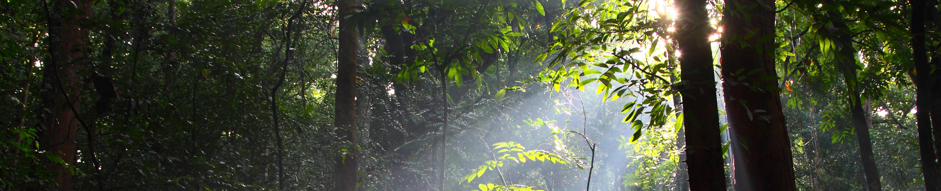 Sunlight shining through the trees in a forest