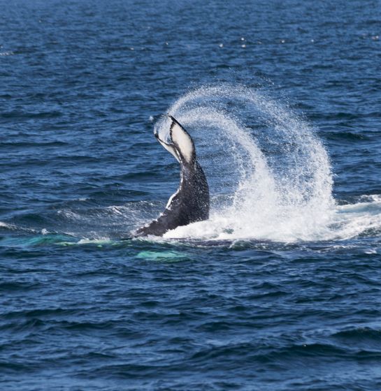 A whale flipping its tail 